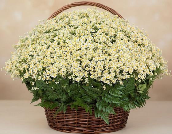 Цветочная композиция из Ромашки в корзине в Кудымкаре